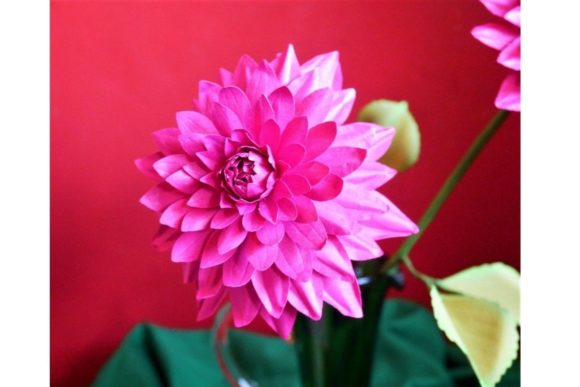 Bi-color Dahlia Paper Flower Templates for 3D SVG & Paper Flowers