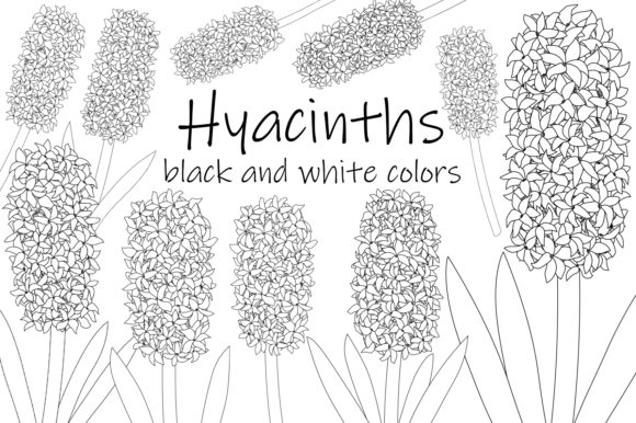 Hyacinth Flower Black and White Coloring Graphics